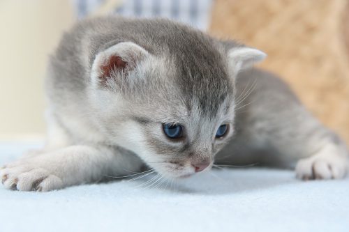 petit-chat-gris