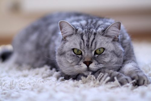 Gros chat gris tigré sur un tapis