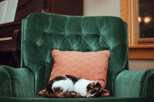 chat endormi dans un fauteuil vert