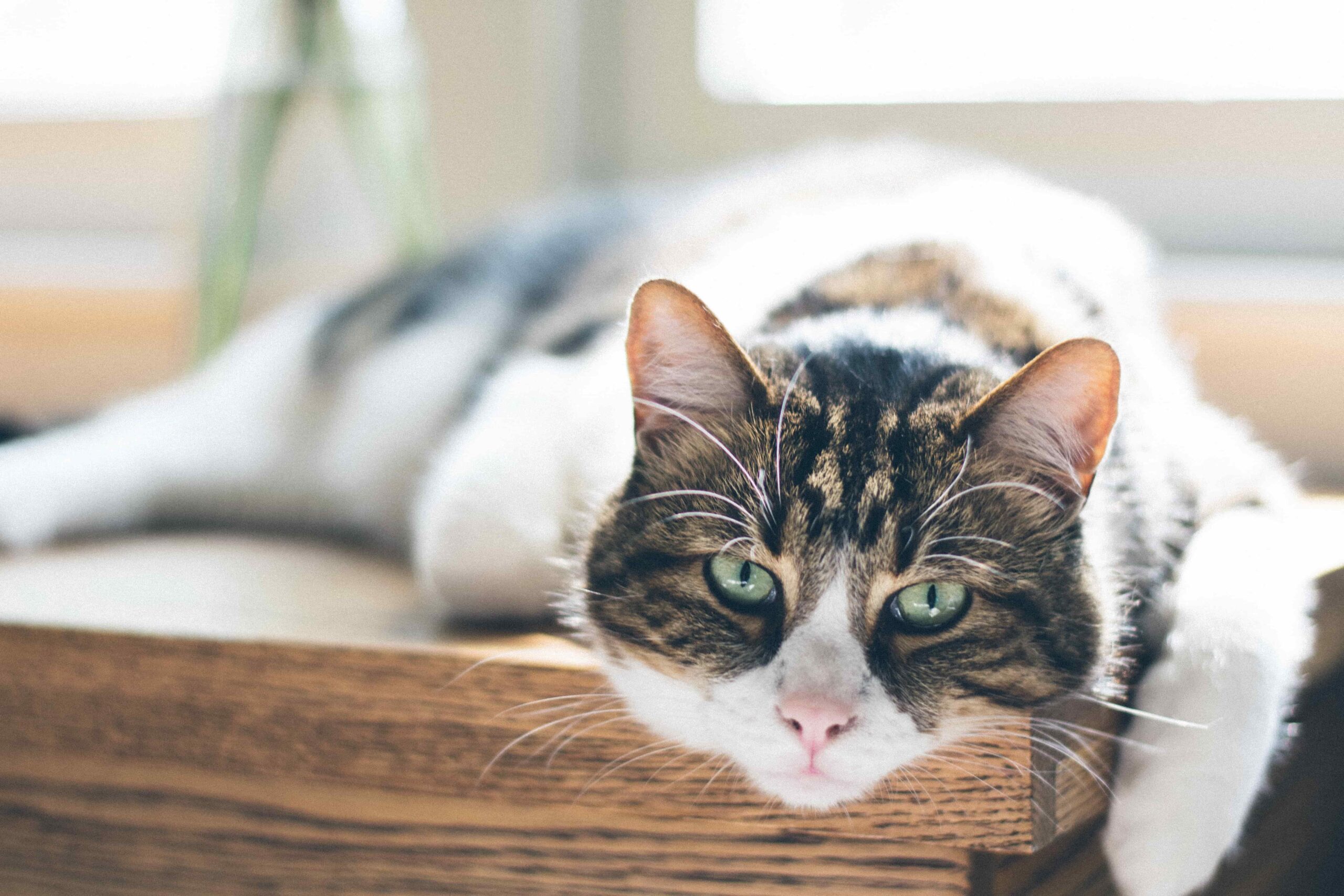 Prendre soin de la santé de son chat âgé